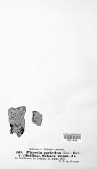 Xanthoria parietina image